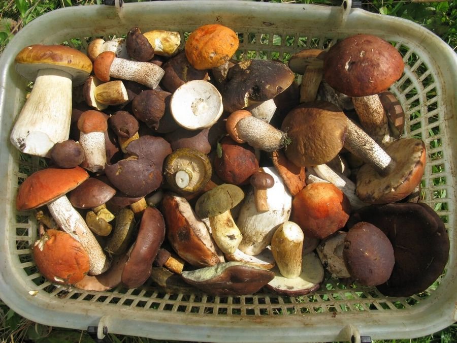 Приснилось, что собирали грибы - К чему снятся грибы женщине собирать съедобные