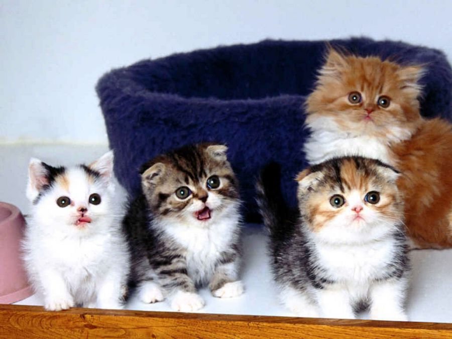 Приснилось много маленьких и красивых разноцветных котят: Если снится котенок маленький к чему