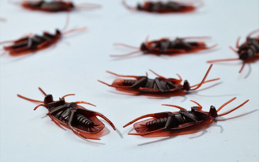 Приснилось много живых тараканов в доме или квартире: К чему снится много тараканов в квартире