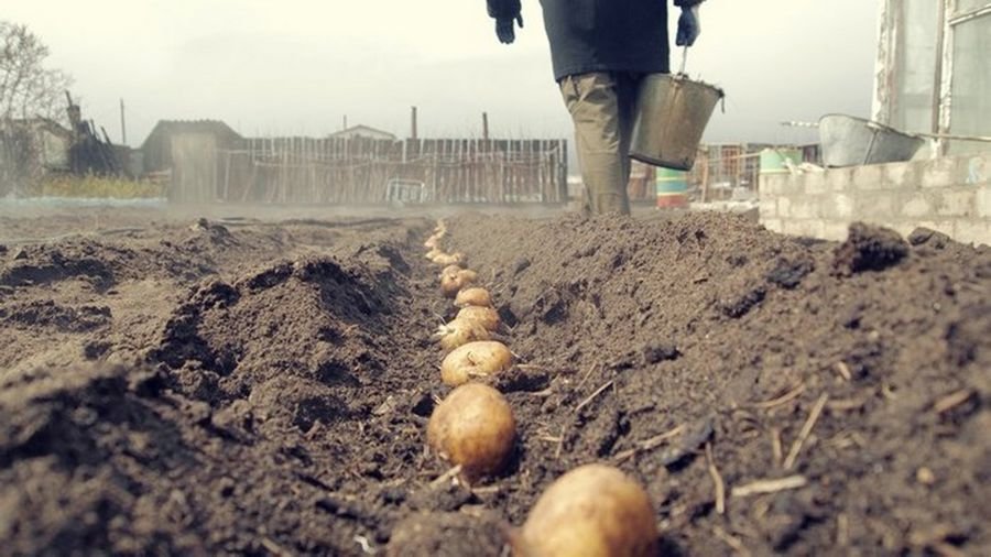 Приснилось сажание картошки - трактовка сновидения сонникам: Сажать картошку во сне