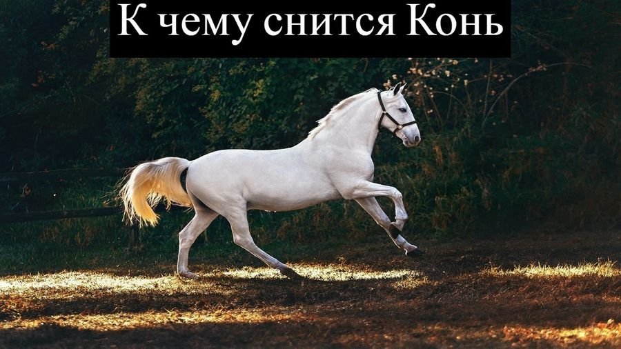 Приснился Белый конь - расшифровка сна: Белая лошадь сон к чему снится женщине