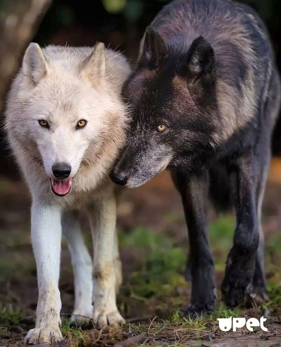 Приснился белый волк или волчица - Сон волки к чему снится женщине
