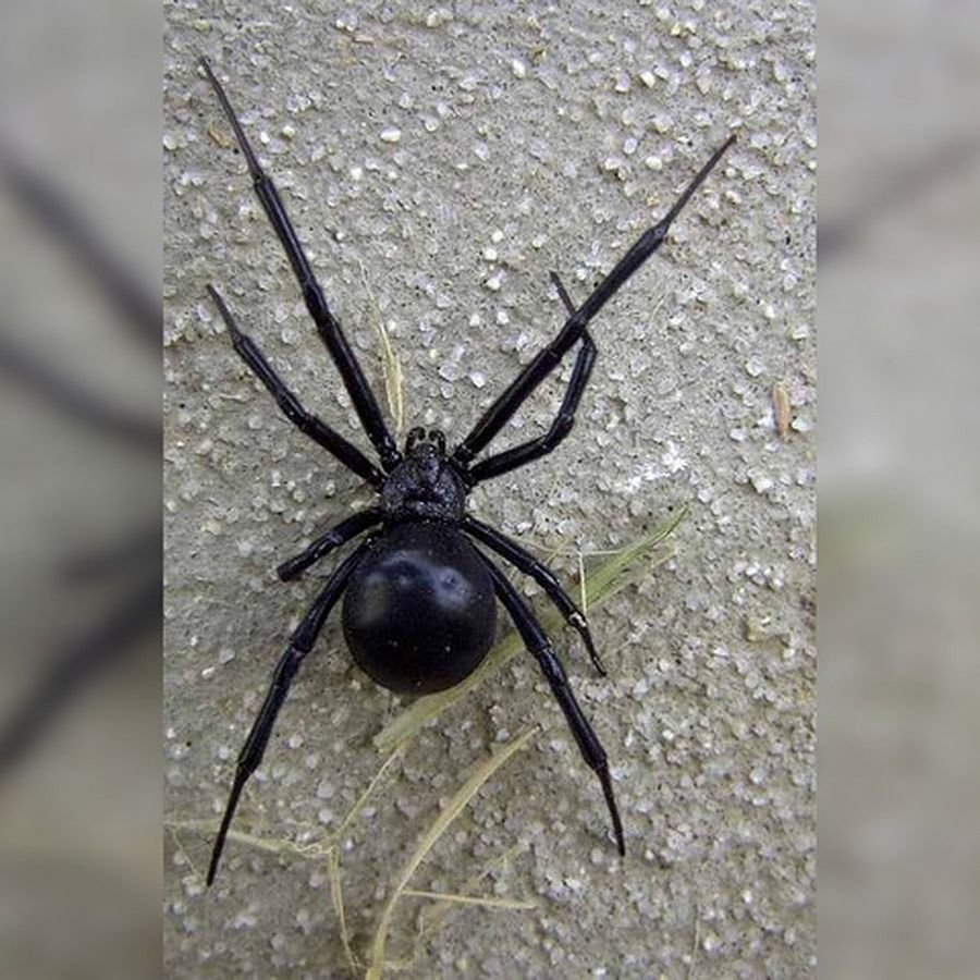Приснился черный паук: К чему снится черный паук