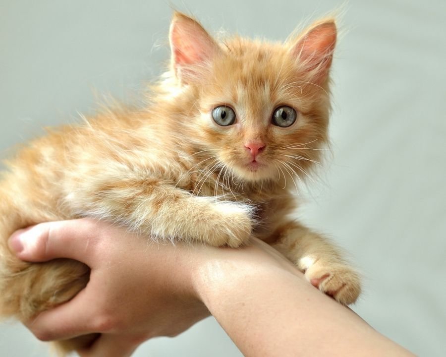 Рыжий котенок - особенности трактовки сновидения по сонникам: Приснился рыжий котенок женщине к чему это