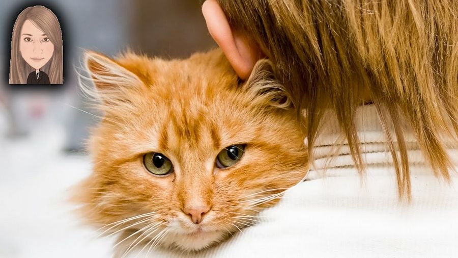 Рыжий котенок - особенности трактовки сновидения по сонникам. К чему снится рыжий котенок