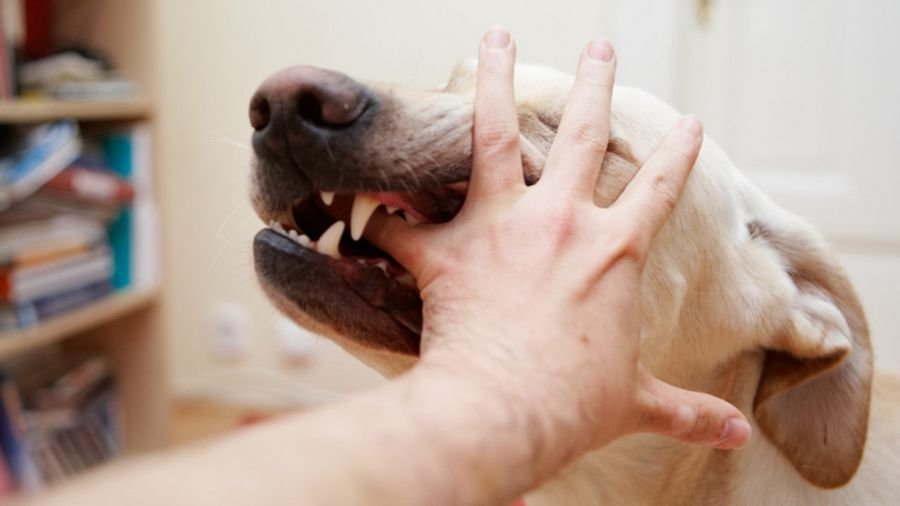 Собака пытается укусить во сне - Во сне собака кусает за руку