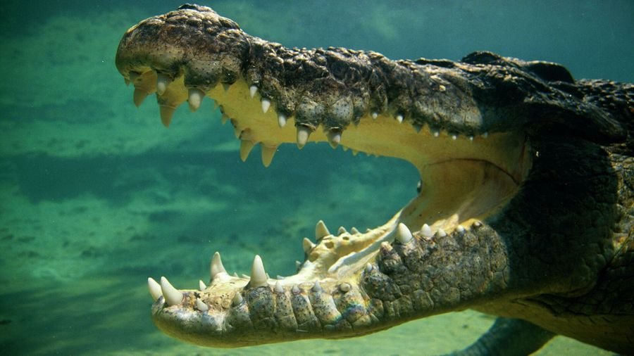 Сон, где снятся крокодилы в воде: Сон крокодил к чему