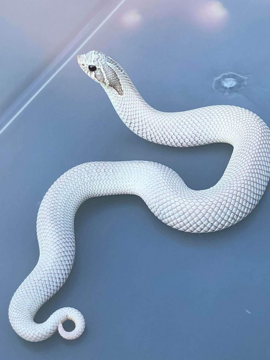 Сонник белая змея
