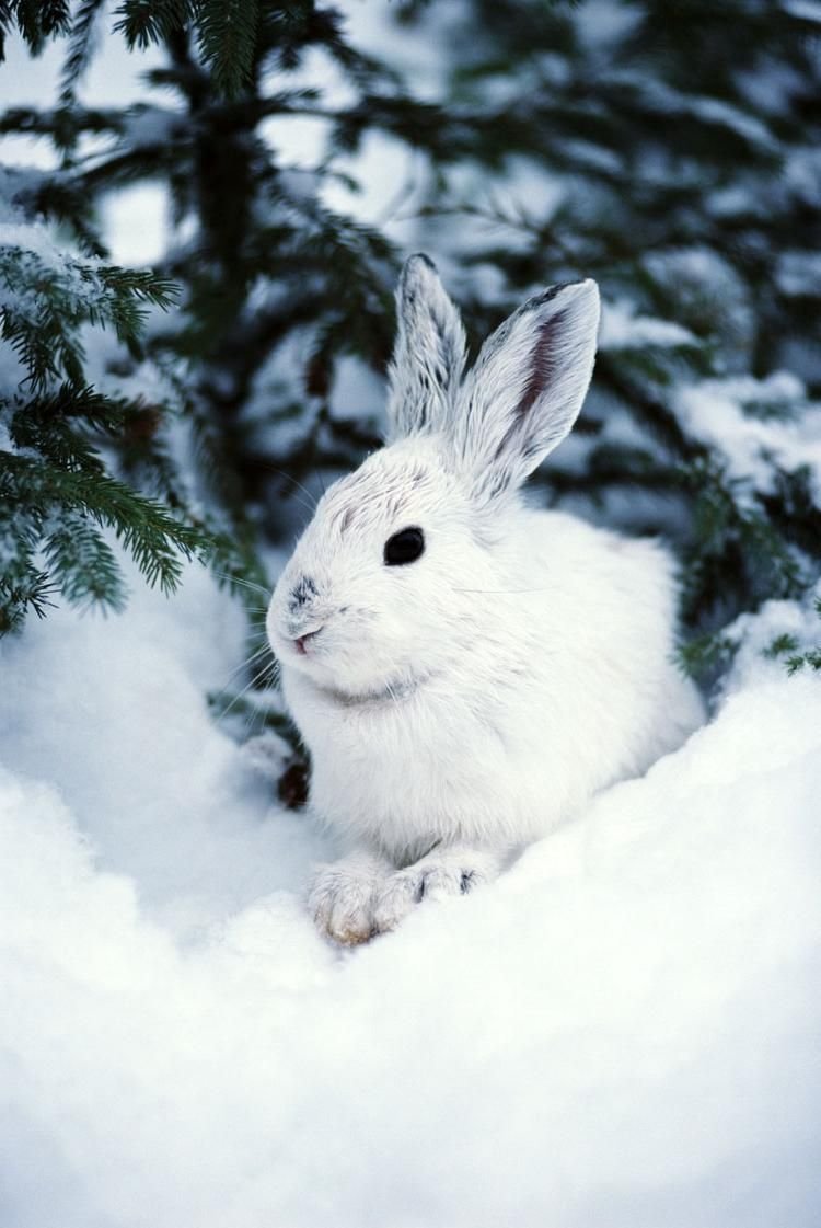 Сонник Белые зайцы - Приснился заяц