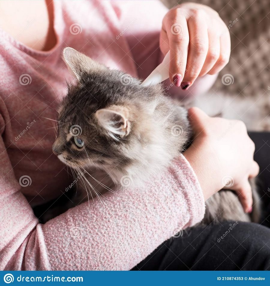 Сонник Блохи на кошке? К чему снятся блохи во сне женщине