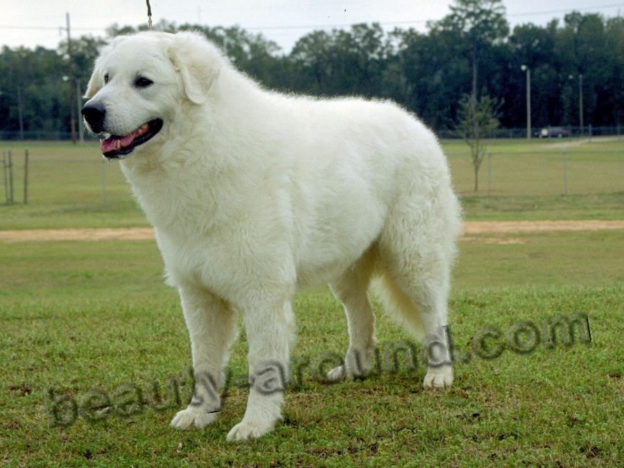 Сонник Большие собаки - Сонник большая белая собака