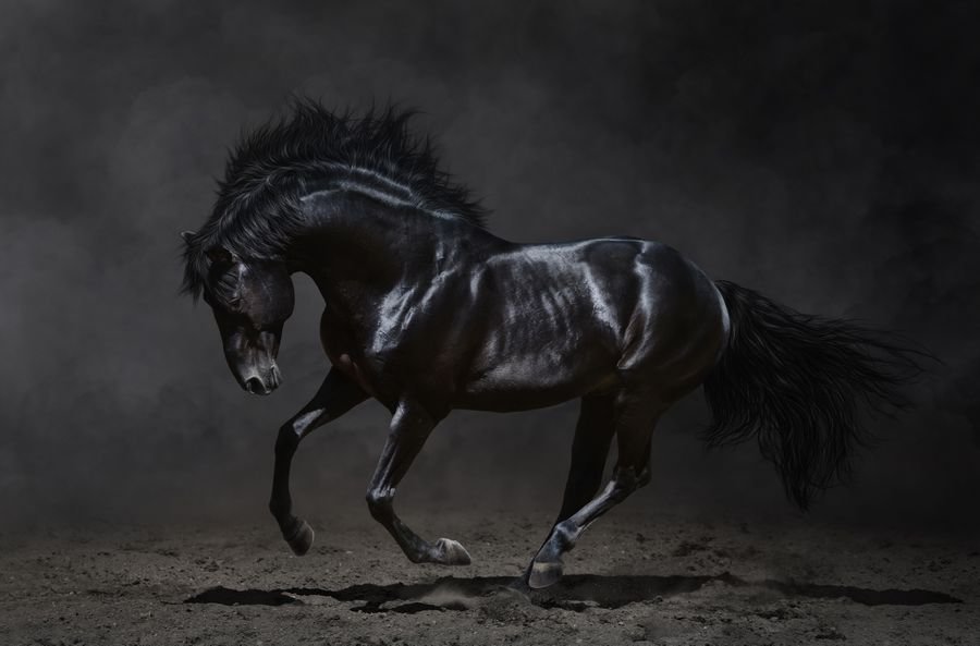 Сонник Черные кони - Сон конь