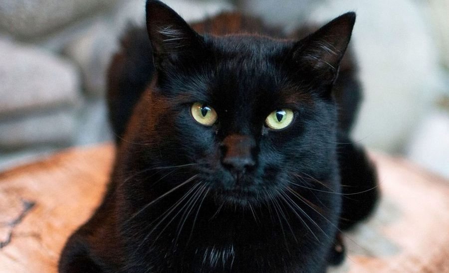 Сонник Черные кошки - Черная кошка во сне