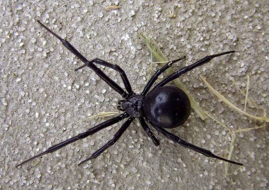 Сонник Черные пауки. Черный паук во сне к чему