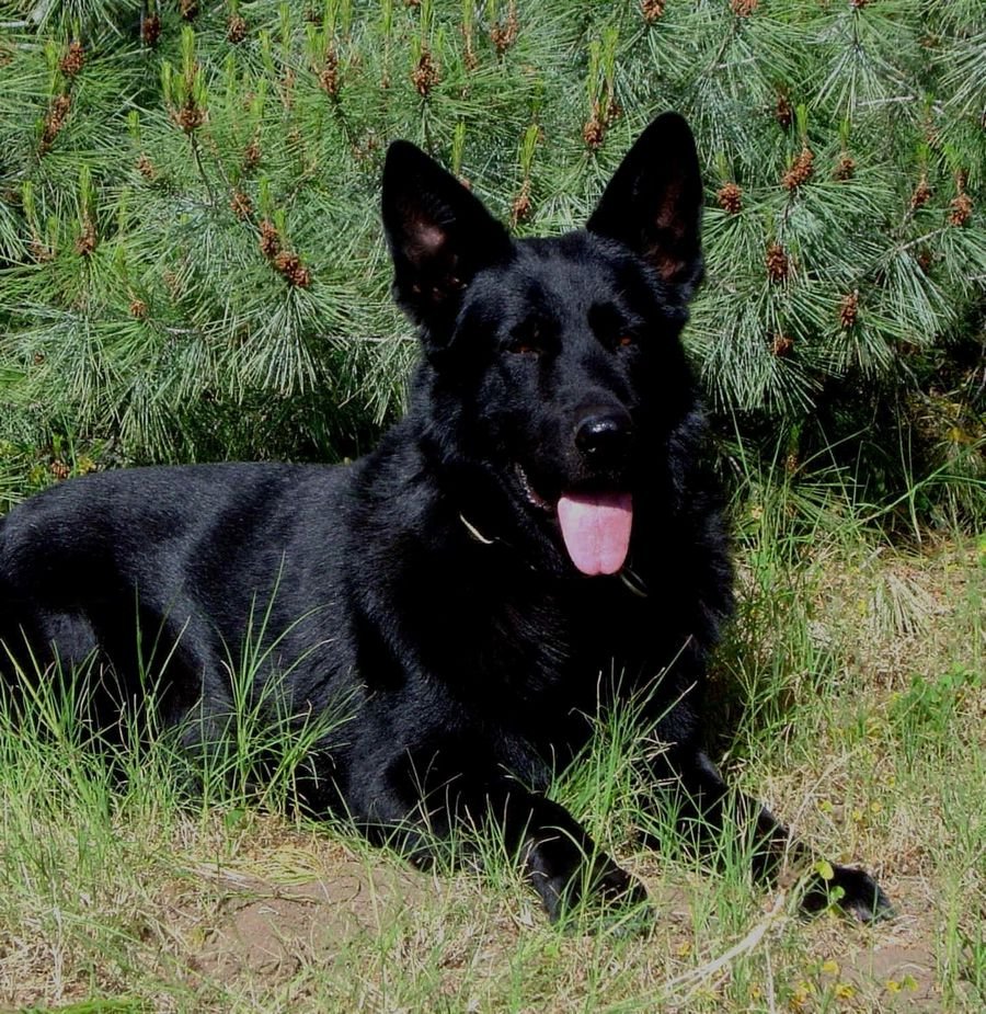 Сонник Черные собаки: Сонник черная собака