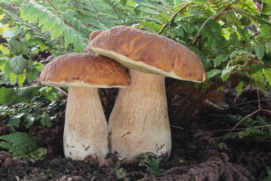 Сонник - к чему снится грибы: Сон грибы видеть