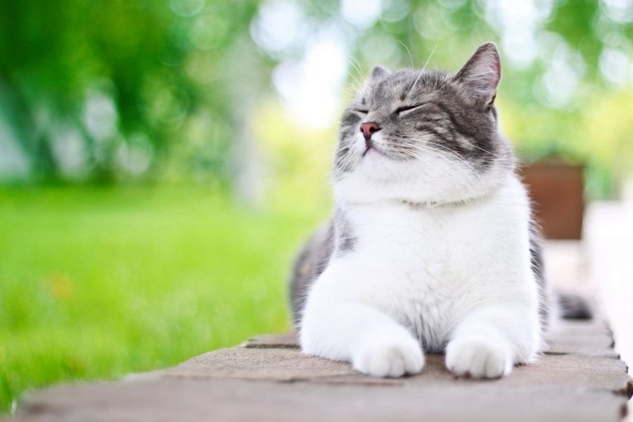 Сонник - к чему снится кошка: Что снится кошкам во время сна