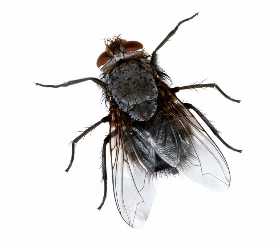 Сонник - к чему снится мухи: К чему снится много мух