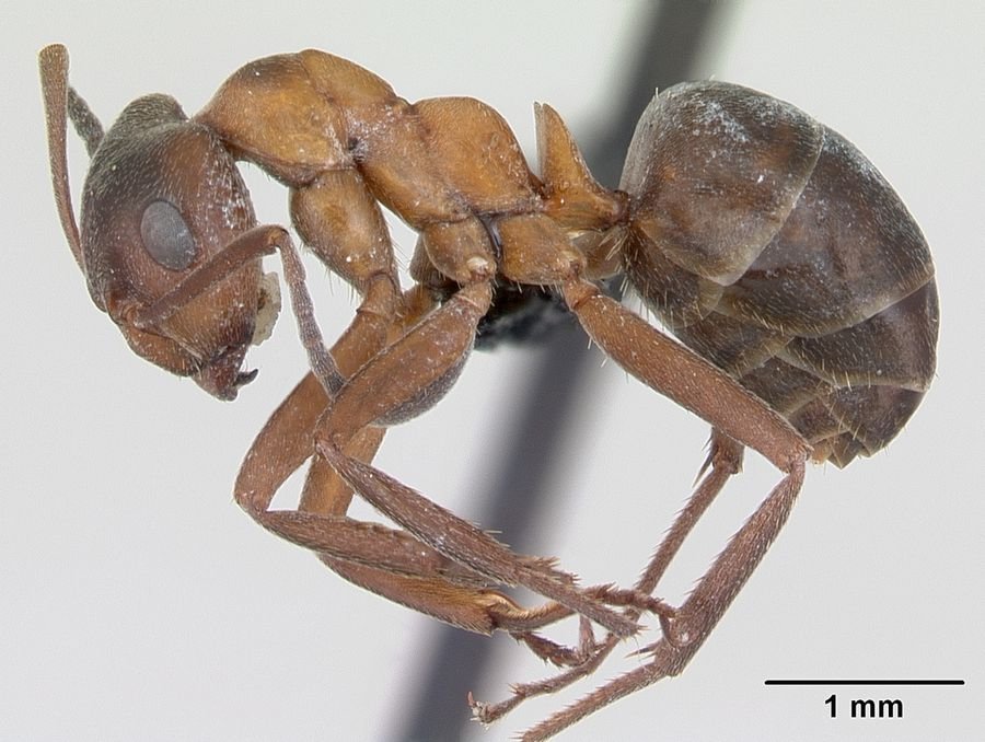 Сонник - к чему снится муравей: Приснились муравьи