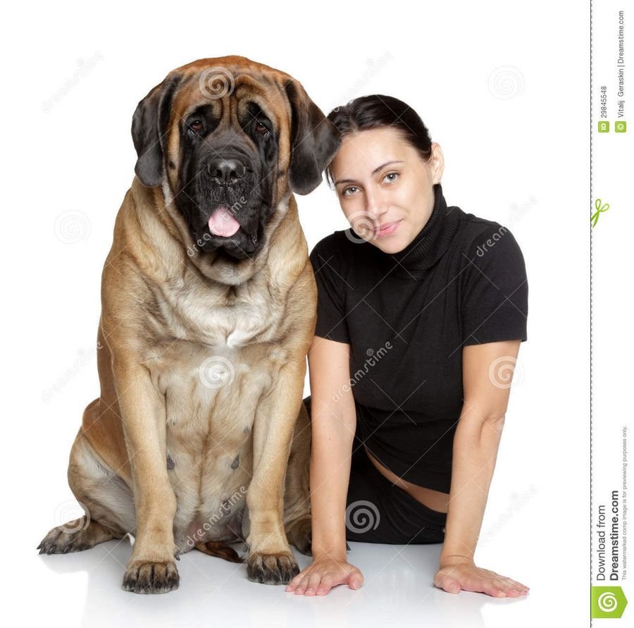 Сонник - к чему снится собака - Большая собака во сне для женщины