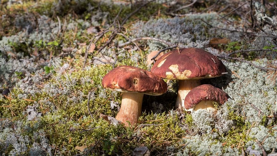 Сонник - к чему снится собранные грибы? Сон собирать грибы в лесу