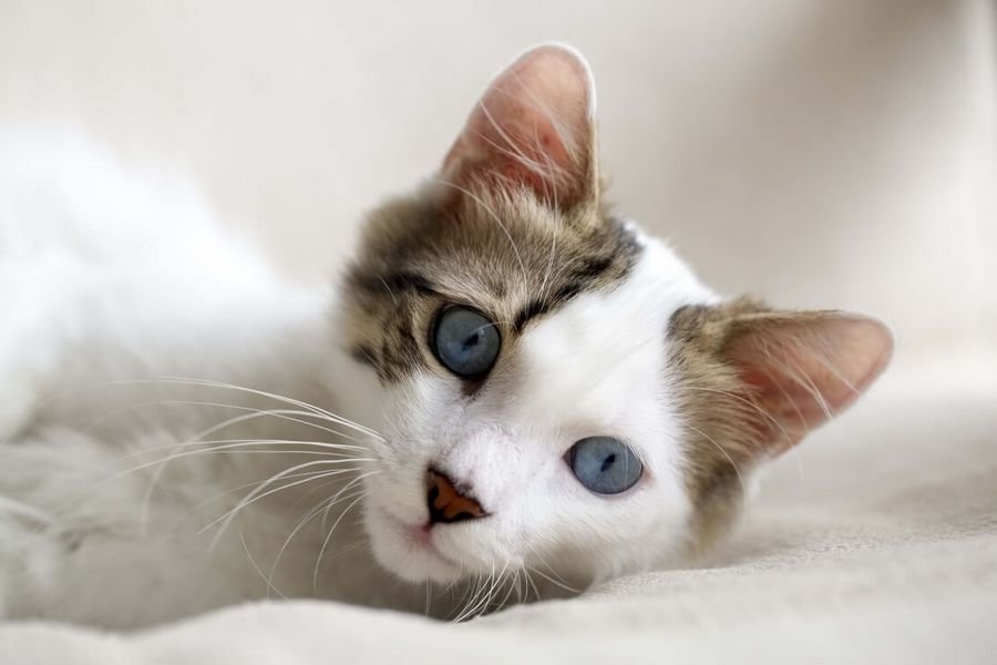 Сонник - к чему снятся кошки - Что значит во сне кошка