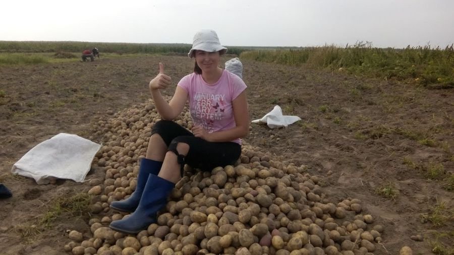 Сонник Копающие картошку - Сон копать картошку