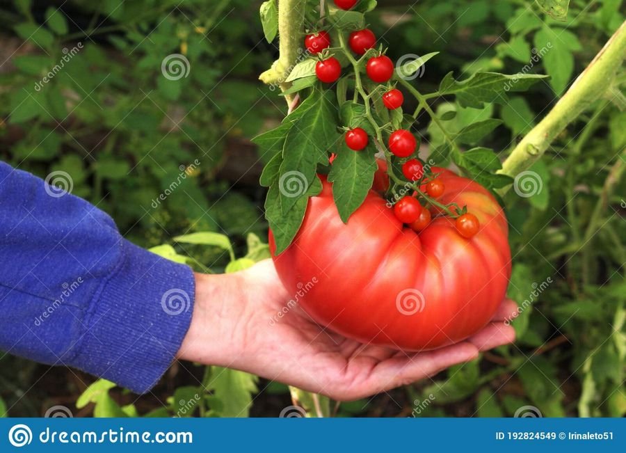 Сонник Красные помидоры на ветке. К чему снятся помидоры женщине