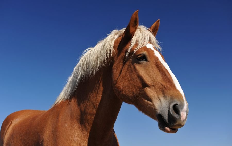 Сонник Лошади коричневые - Приснились лошади к чему это