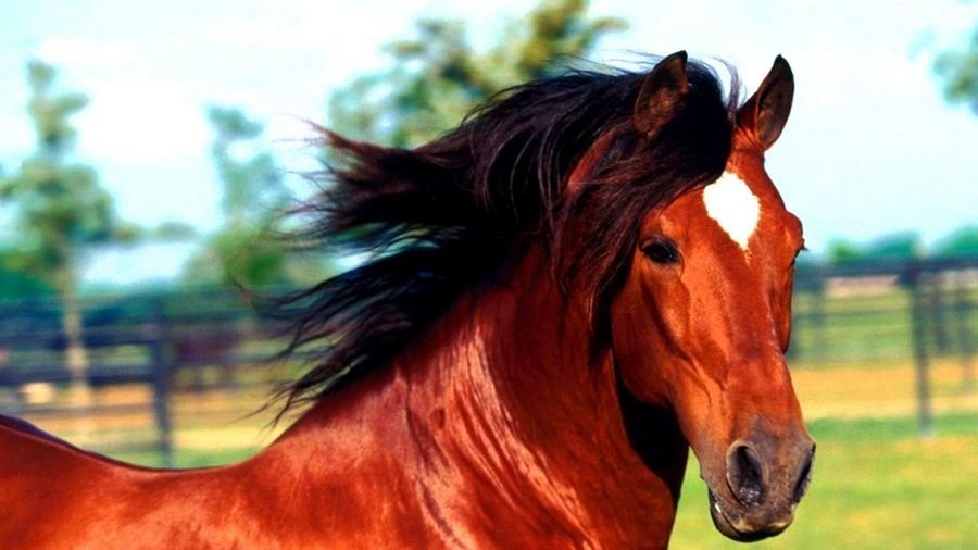 Сонник Лошади коричневые - Сонник миллера лошадь