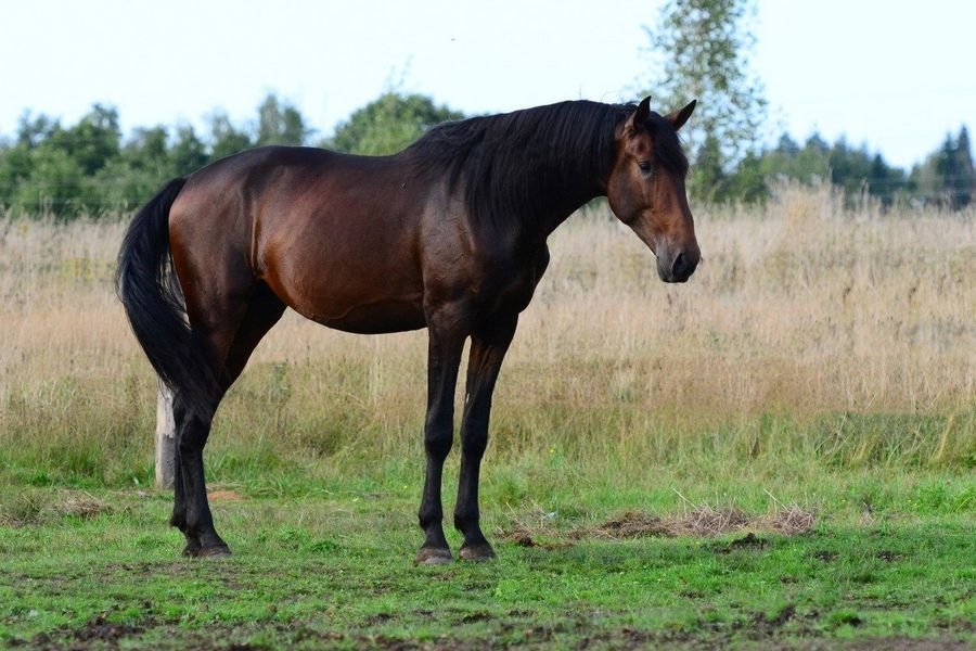 Сонник Лошади коричневые: Во сне видеть лошадь к чему