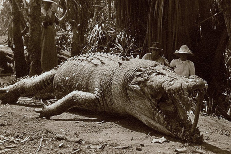 Сонник много крокодилов - Сонник крокодил во сне для женщины большой