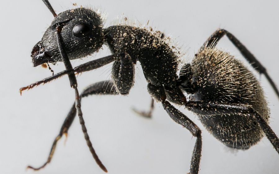 Сонник муравьи к чему