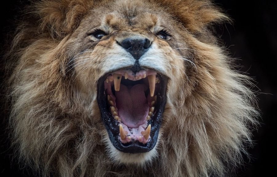 Сонник нападающие Львы: К чему снится лев во сне