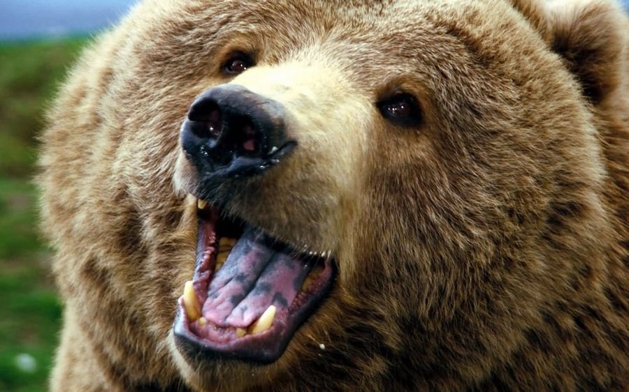 Сонник Нападающие медведи - Медведь приснился женщине