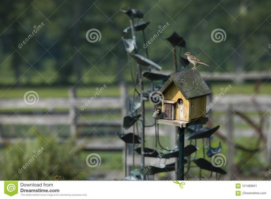 Сонник Птицы в доме - Видеть во сне птиц