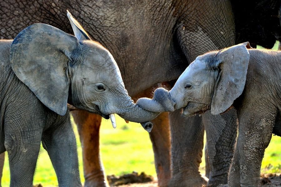 Сонник Слоны и слонята - К чему снится слон во сне