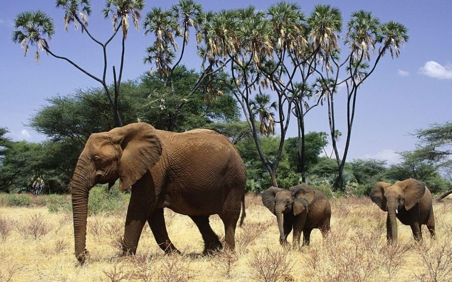 Сонник Слоны и слонята - К чему снится слон