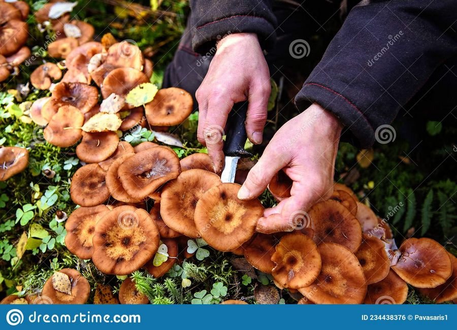 Сонник Собирающие грибы - Сон собирать грибы к чему