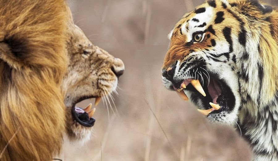 Сонник Тигры и львы? Приснился тигр