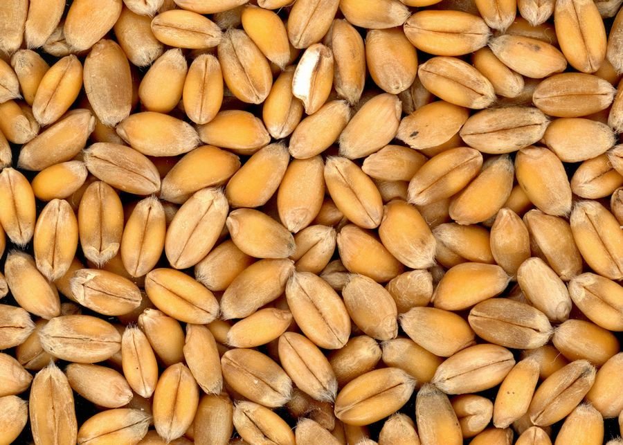 Сонник Зерна пшеницы - К чему снится зерно