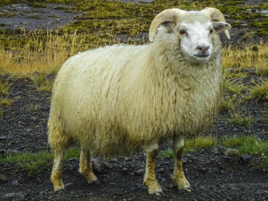 Сонник Живые овцы и бараны: Сон баран
