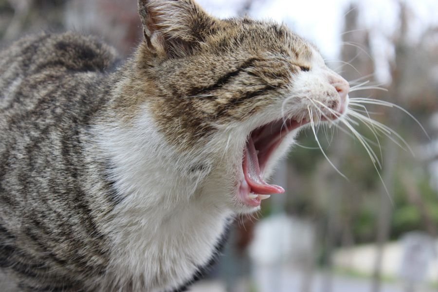 Толкование по соннику, если во сне нападает кошка: К чему снится нападение кошки на меня
