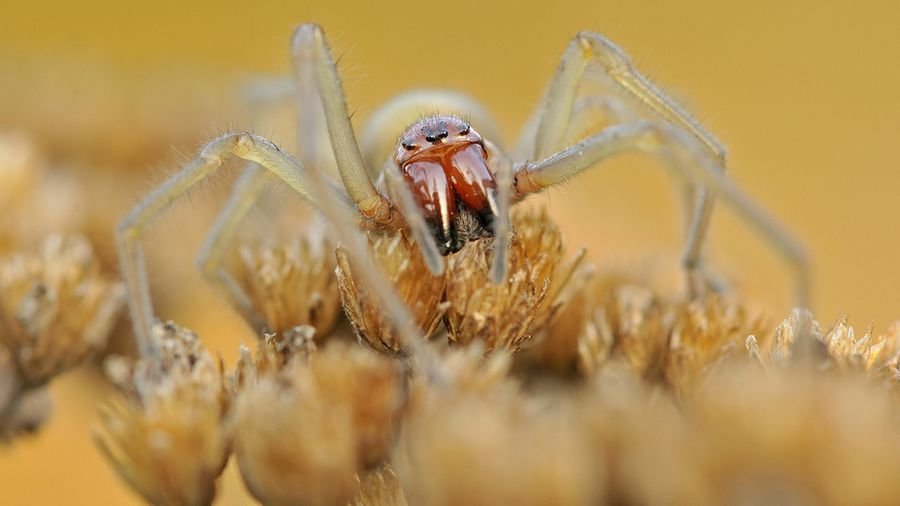Увидели во сне белого паука - К чему снятся пауки женщине много
