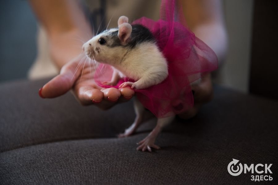 Увидели во сне большую жирную крысу: К чему снятся крысы во сне девушке