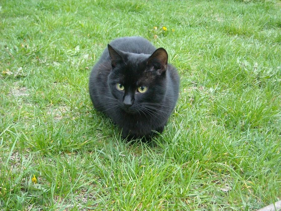 Видели во сне черного кота: Черный котенок во сне к чему снится