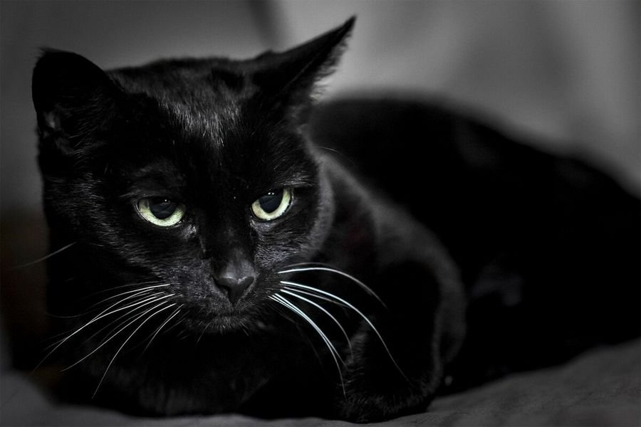 Видели во сне черного кота? Во сне видеть черную кошку к чему