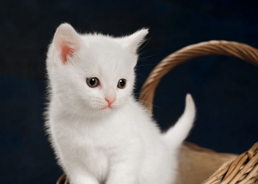 Видели во сне маленького белого котенка - Белая кошка во сне