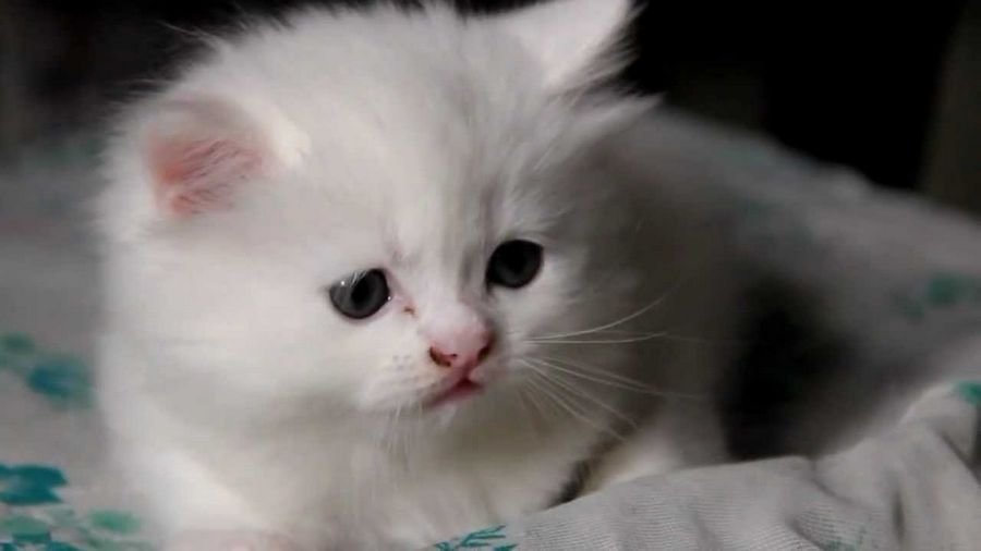 Видели во сне маленького белого котенка - Приснились котята