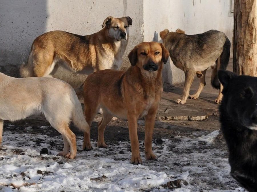 Видели во сне стаю собак - Сон собака нападает